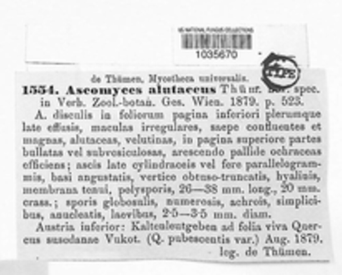 Ascomyces alutaceus image